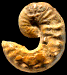 Scaphites aquisgranensiformis