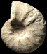 Lewesiceras mantelli juv.