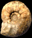 Gravesia lafauriana (M)