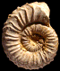 Epistrenoceras contrarium (M)