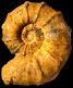 Kamerunoceras isovokyense