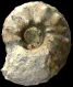 "Paramammites tuberculatus"