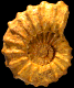 Kamerunoceras cf. eschii