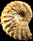 Romaniceras (Romaniceras) deverianum