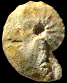 Forresteria (Harleites) petrocoriensis