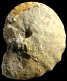 Forresteria (Harleites) petrocoriensis