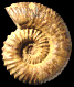 Calycoceras (Calycoceras) aff. cottreaui