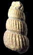 Ostlingoceras (Ostlingoceras) puzosianum