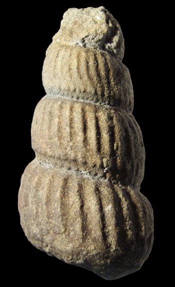 Ammonites et aliae spirae II - Ostlingoceras (Ostlingoceras) puzosianum