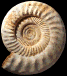? Perisphinctes (Perisphinctes) sp. (M)