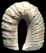 Anisoceras perarmatum