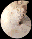 Wrightoceras munieri