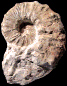 Pseudaspidoceras madagascariensis