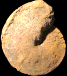 Wrightoceras wallsi