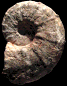 Pseudaspidoceras madagascariensis