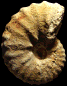 Romaniceras (Romaniceras) marigniacum