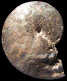 Hoplitoides cf. mirabilis