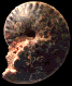 Choffaticeras (Choffaticeras) segne