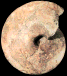 Choffaticeras (Choffaticeras) segne (M)