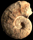 Pseudaspidoceras madagascariensis