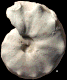 Lecointriceras fleuriausianum