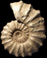 Acanthoceras rhotomagense