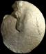 Neoptychites cephalotus