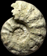 Lewesiceras peramplum