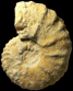 Romaniceras (Romaniceras) marigniacum
