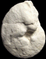 Pseudotissotia faustinleybachae