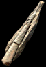 Orthoceras sp. traveusot