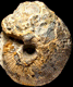 Macrocephalites tumidus (M)