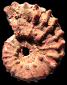 Kamerunoceras inaequicostatum