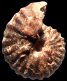 Pseudoneoptychites aff. intermedius