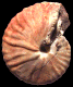 Pseudoneoptychites andinus