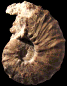 Pseudaspidoceras madagascariensis juv.