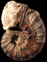 Pseudaspidoceras madagascariensis