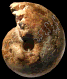 Choffaticeras (Choffaticeras) douvillei