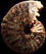 Choffaticeras (Choffaticeras) segne