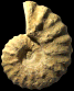 Romaniceras (Romaniceras) marigniacum
