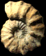 Acanthoceras jukesbrownei