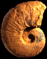 Pseudaspidoceras madagascariensis