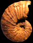 Pseudaspidoceras madagascariensis