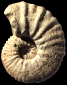 Calycoceras (Proeucalycoceras) picteti