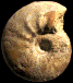 Sigaloceras calloviense (M)