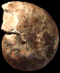 Hoplitoides mirabilis