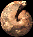 Neoptychites pioti