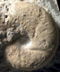 Sowerbyceras aff. tortisulcatum