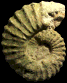 Sharpeiceras laticlavium