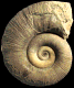 Lytoceras fimbriatum